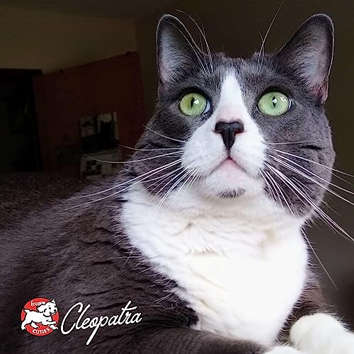 Fromm Four-Star grain-free game bird kibble in a cat's fed bowl.
