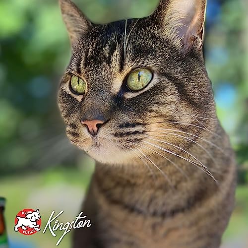 Happy cat image with Fromm Hasen Duckenpfeffer signaling balanced nutrition