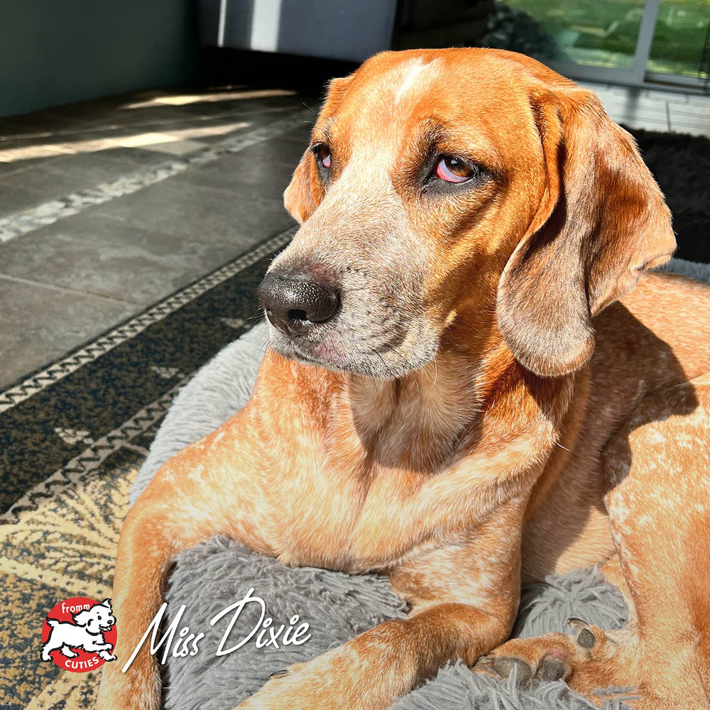Fromm Four-Star Hasen Duckenpfeffer dog-meal-time scene shows convenient daily feeding
