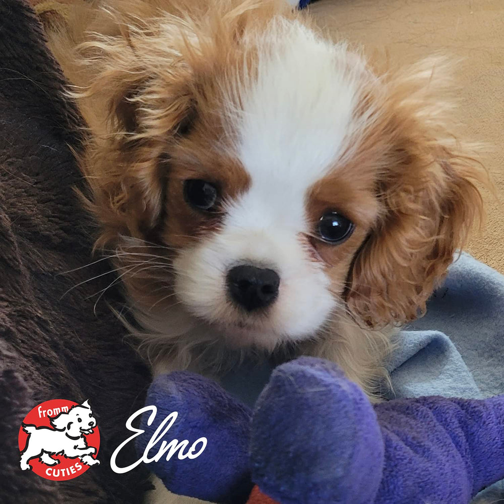 Fromm Heartland Gold Puppy puppy-bowl mealtime scene illustrating balanced nutrition