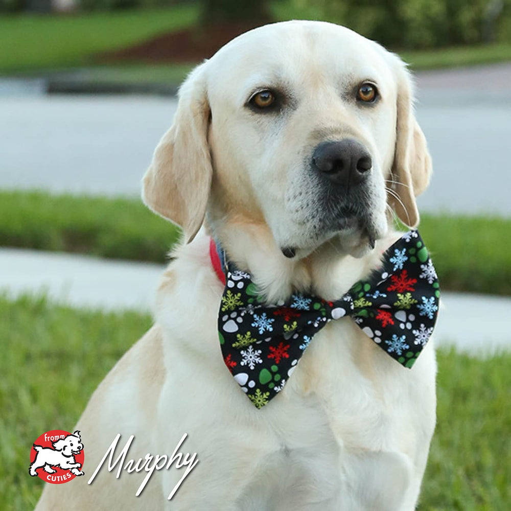 Fromm dry dog food serving bowl shows a tempting aroma that may entice eager appetites.