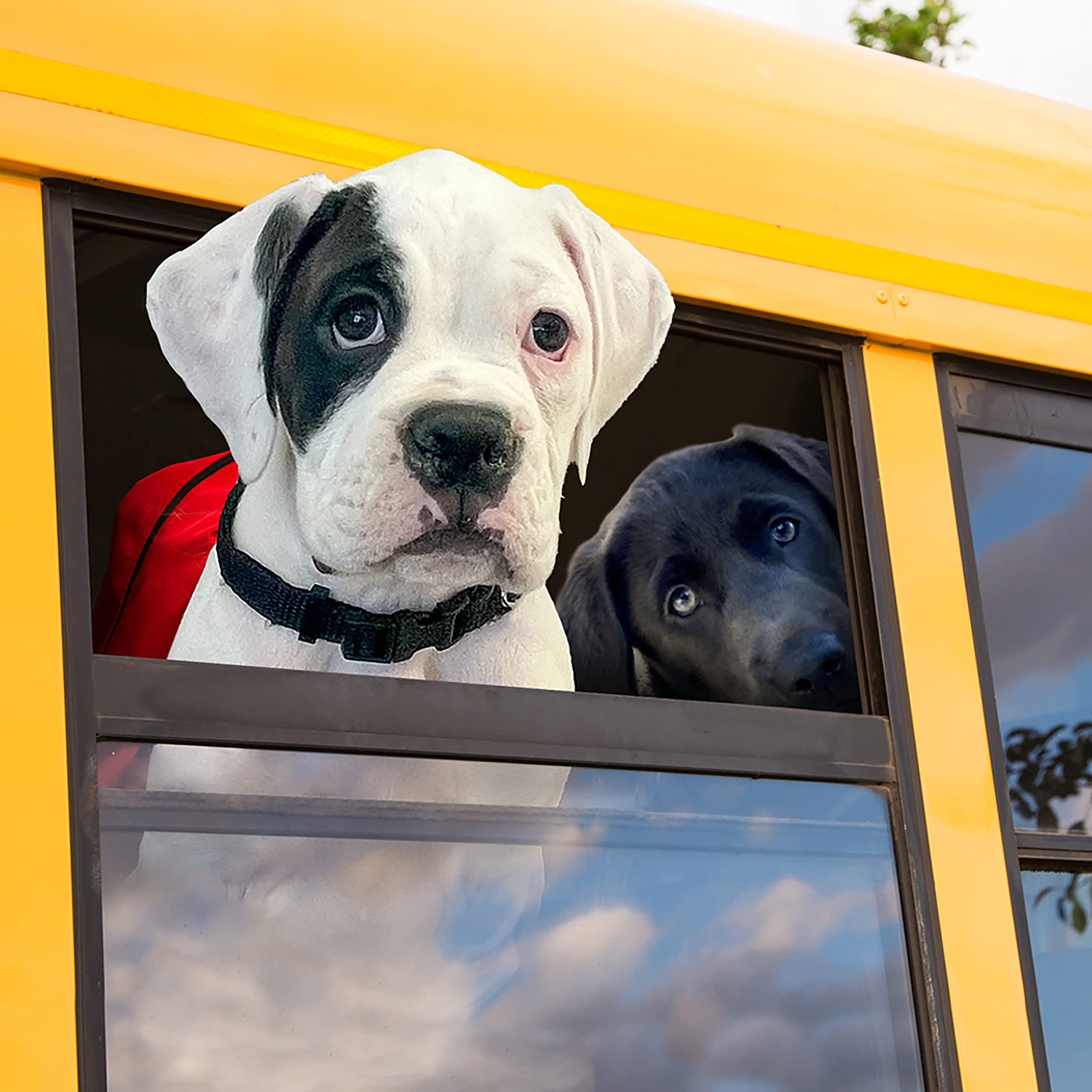 Fromm Large Breed Puppy Gold bag-side-view highlights a compact 5 lb packaging.