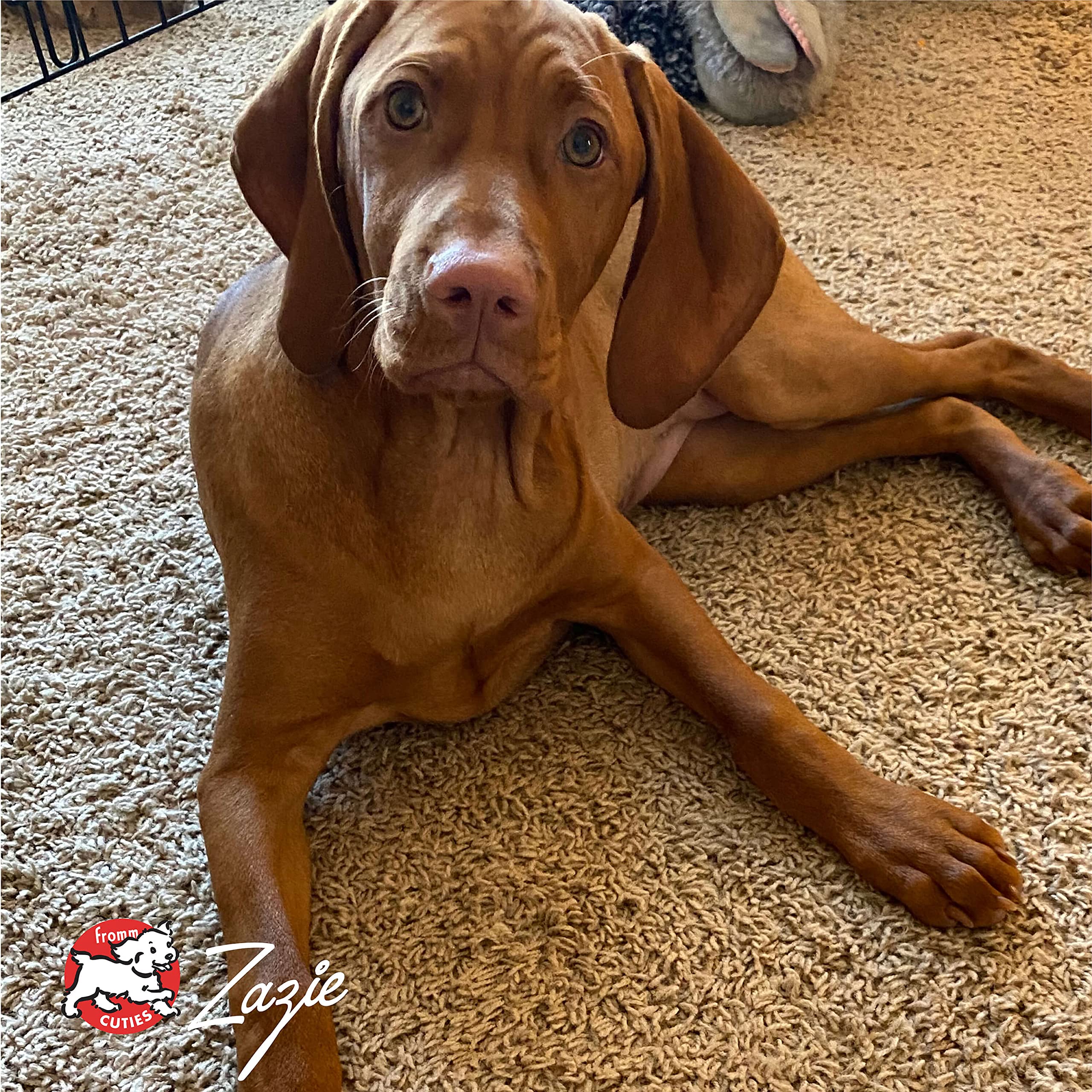 Fromm Large Breed Puppy Gold family-owned-logo underscores Wisconsin craftsmanship and heritage.