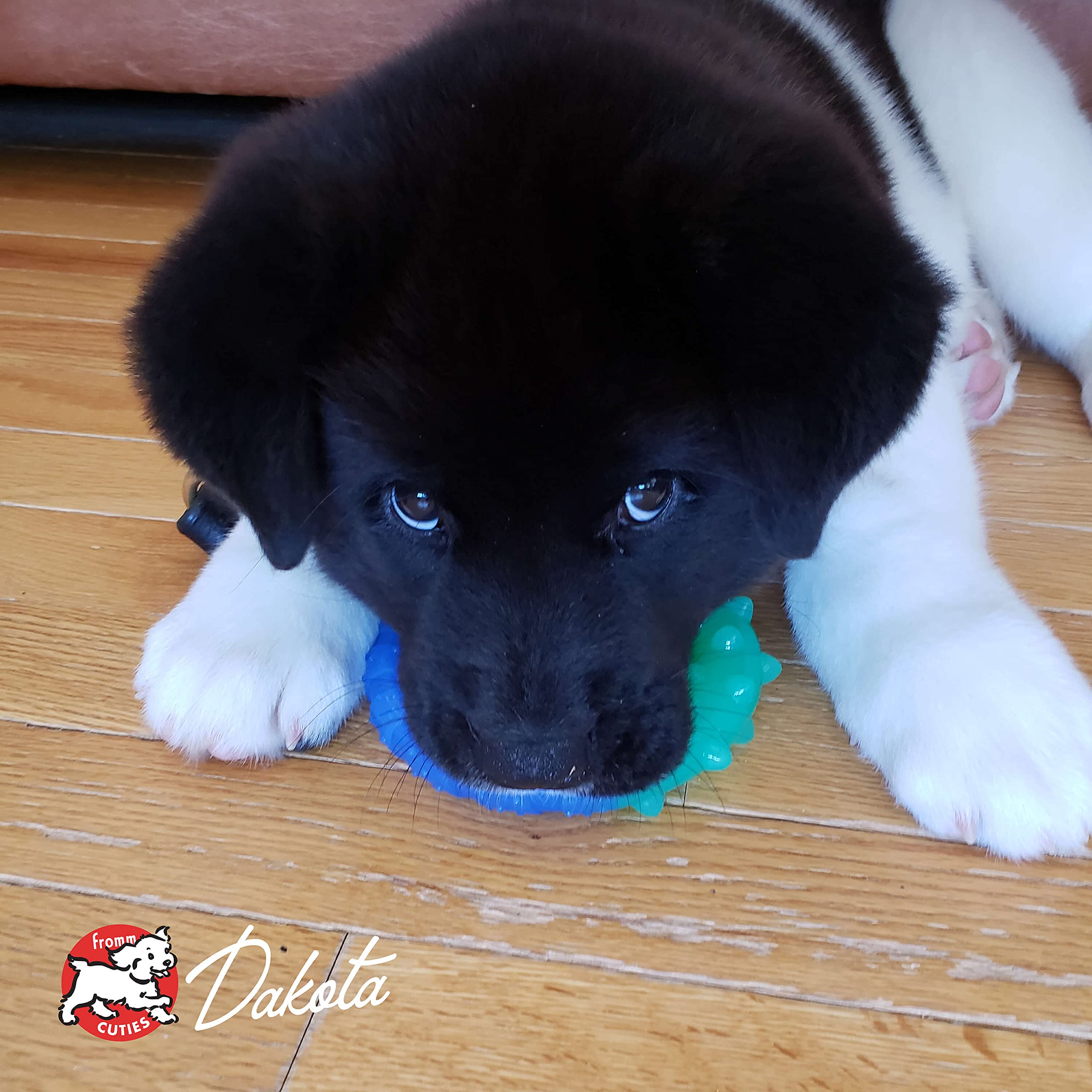 Fromm Large Breed Puppy Gold puppy-growth-energy focus on vitality during early months.