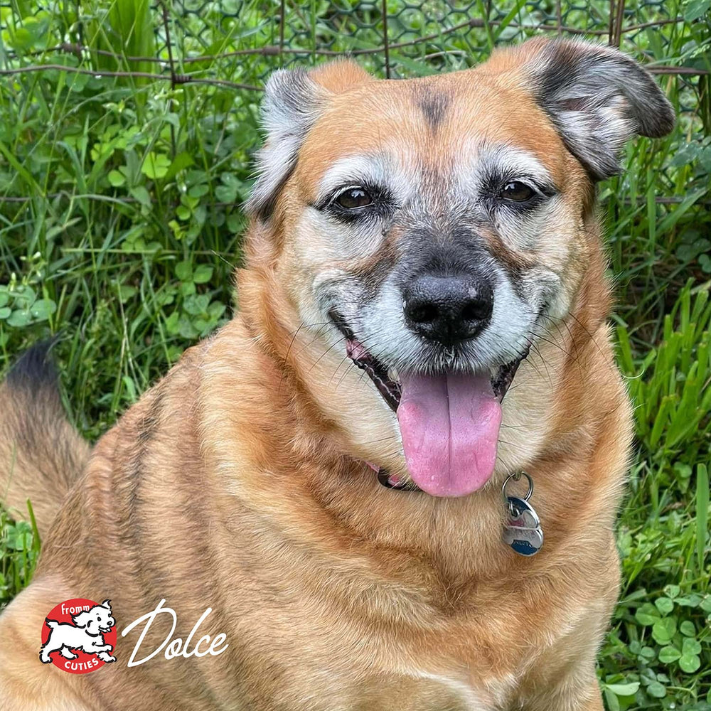 Fromm Senior Gold mealtime scene with relaxed senior dog