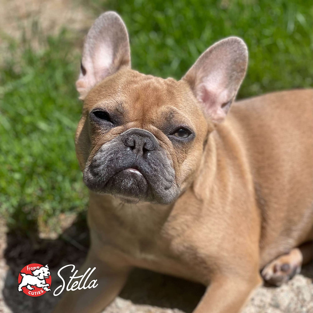 Fromm Small Breed Adult Gold small-dog meal ready for serving.
