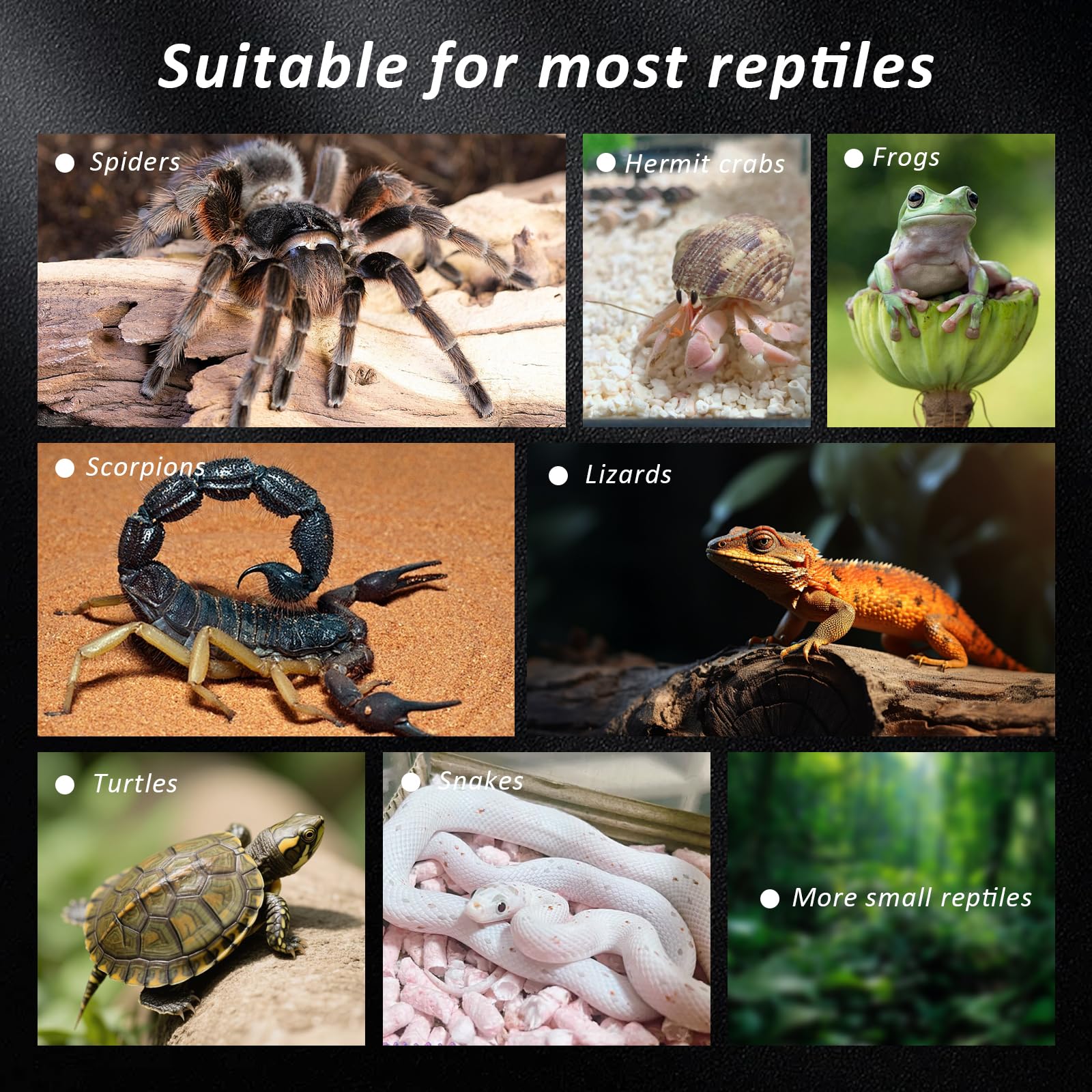 FUATY spider micro water bowls versatile use for water or food.