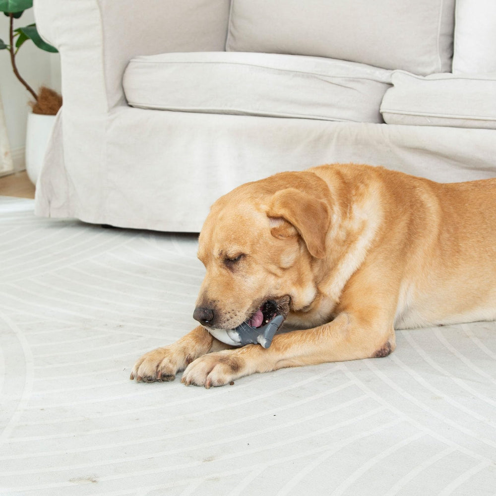 Funnbite shark toy offers engaging enrichment and indoor-outdoor distraction for bored dogs.