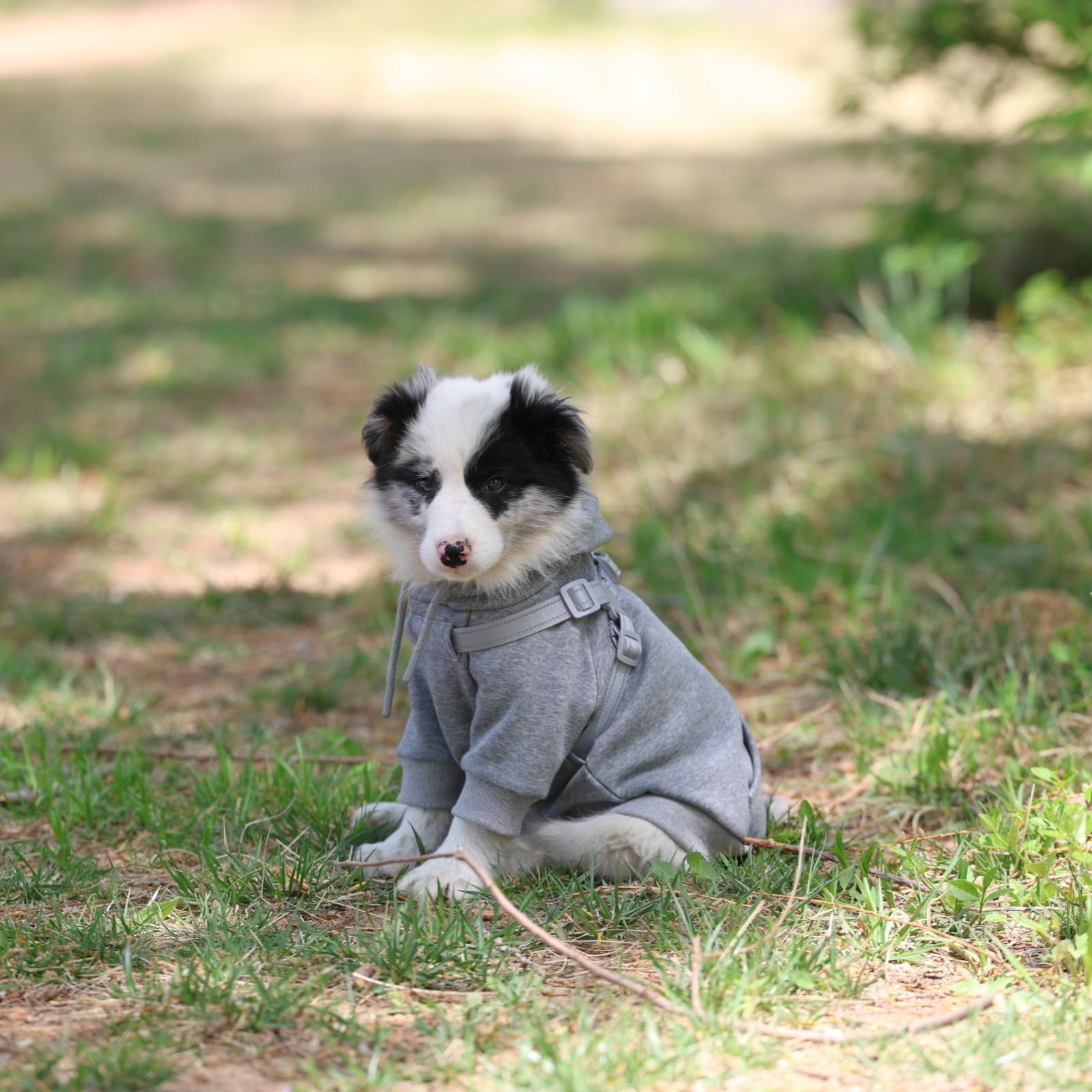 Furmate built-in harness with secure buckle enhances safety outdoors