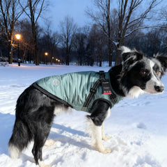 Furmate dog winter coat worn during activity highlights snug ribbed cuffs and secure fit.