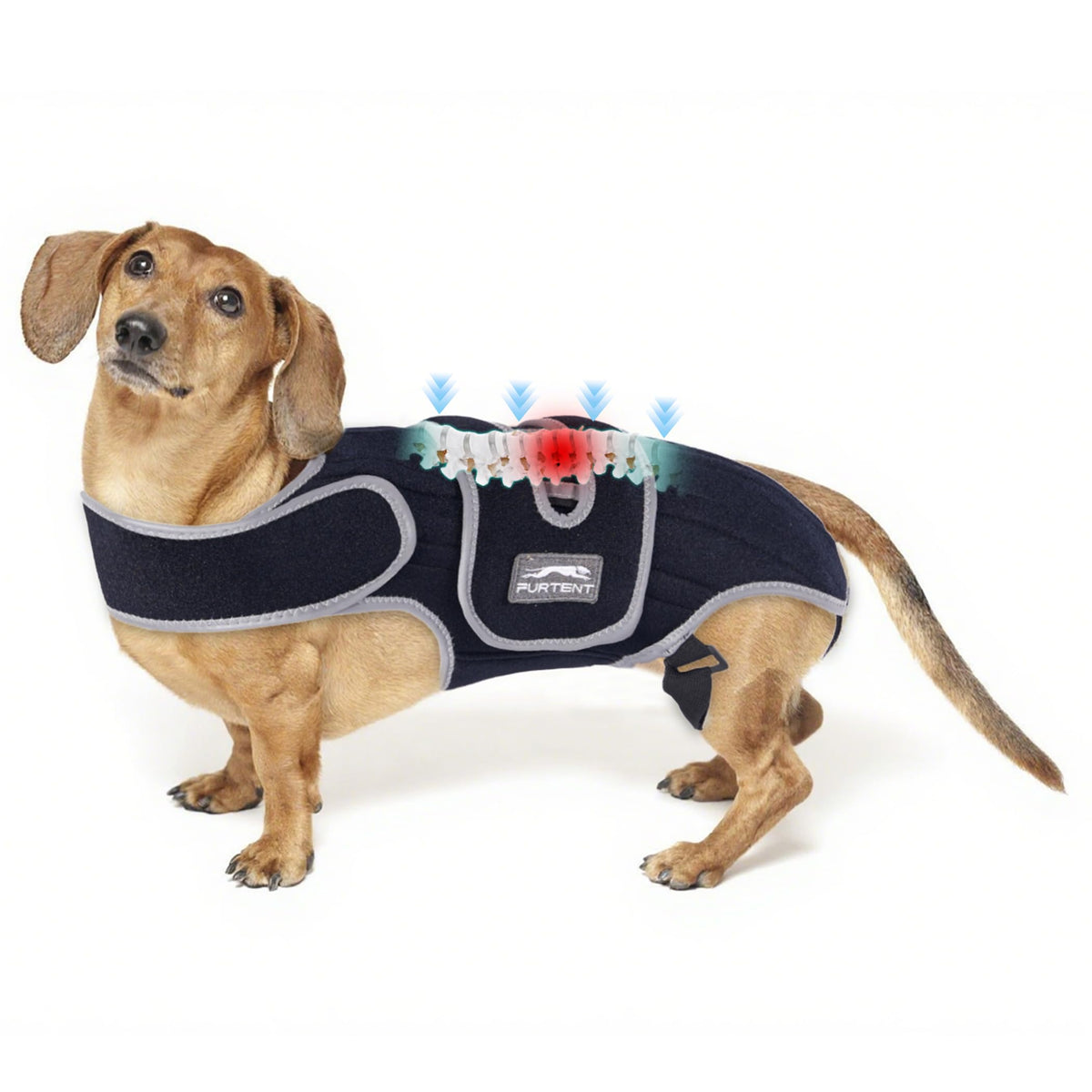 Furtent dog back brace with six metal strips provides spinal support for IVDD and arthritis.