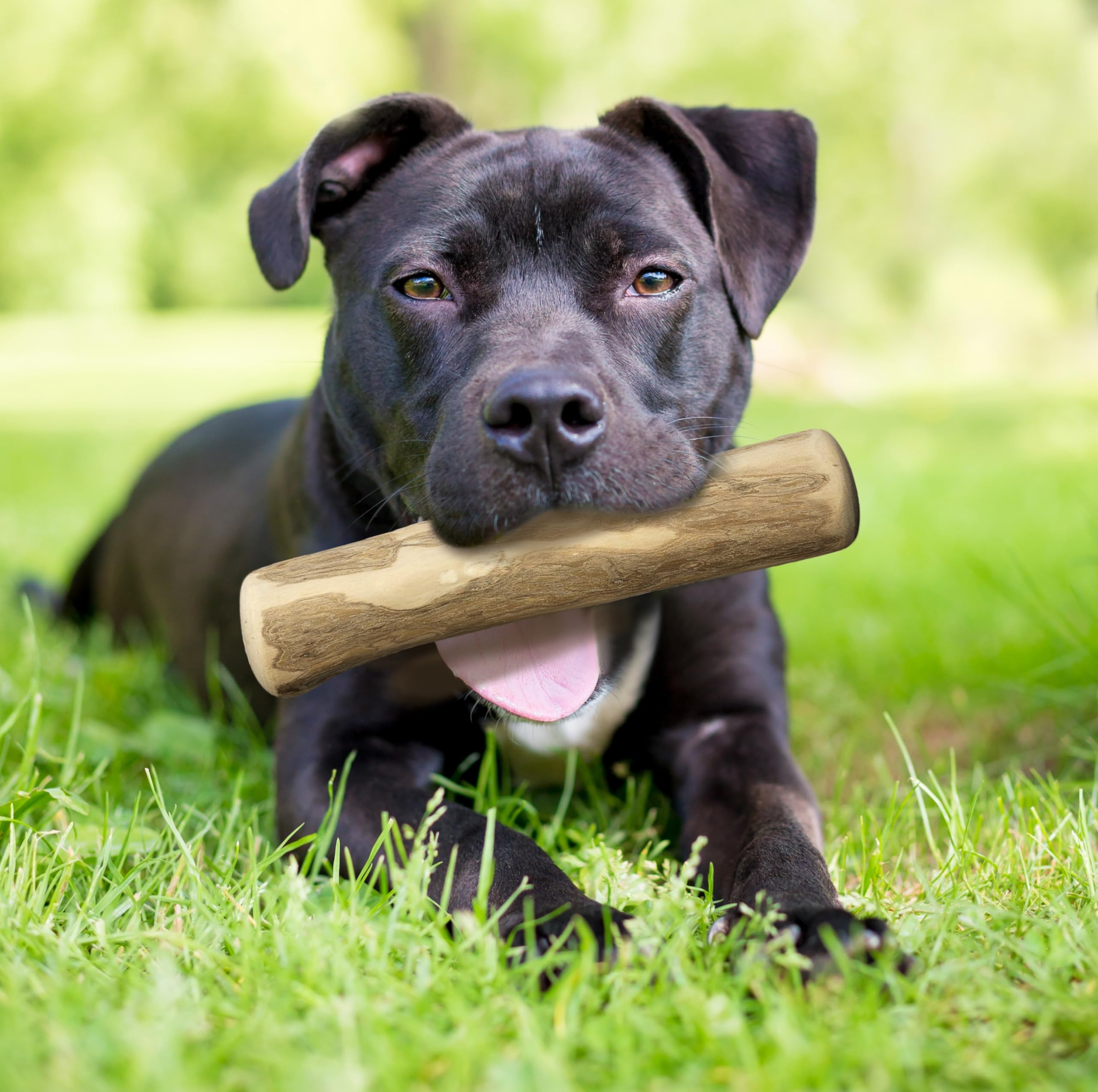 Fuzzl Olive Stix Medium 2 Pack lifestyle-scene—dog enjoying natural olive wood chew during playtime.