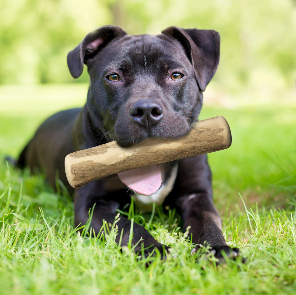 Fuzzl Olive Stix Medium 2 Pack lifestyle-scene—dog enjoying natural olive wood chew during playtime.