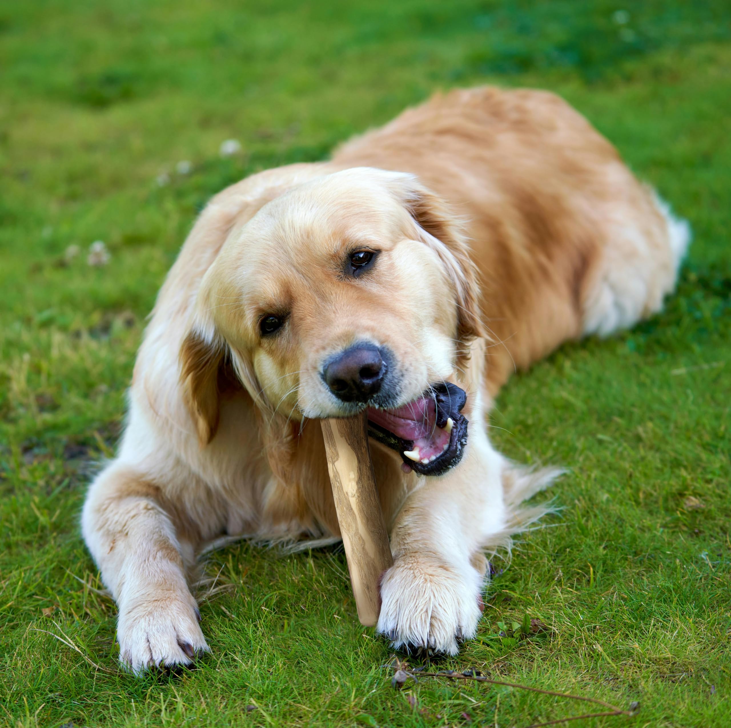 Fuzzl Olive Stix Medium 2 Pack small-dog-joy—perfect for small breeds and puppies.