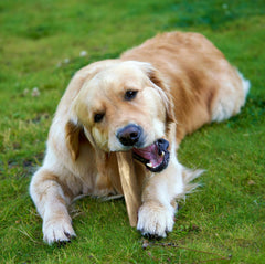 Fuzzl Olive Stix Medium 2 Pack small-dog-joy—perfect for small breeds and puppies.