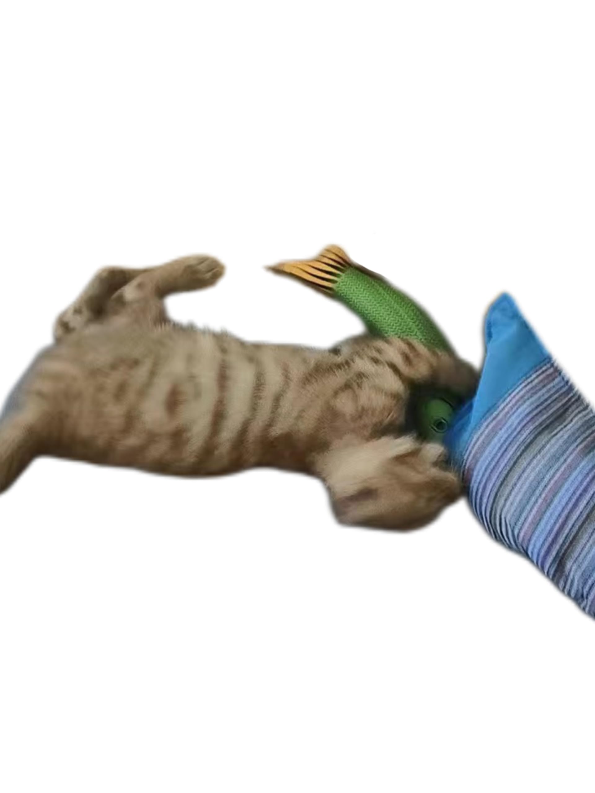 FXGJDeng Saury Fish in action shows kitten kicking and chewing play.