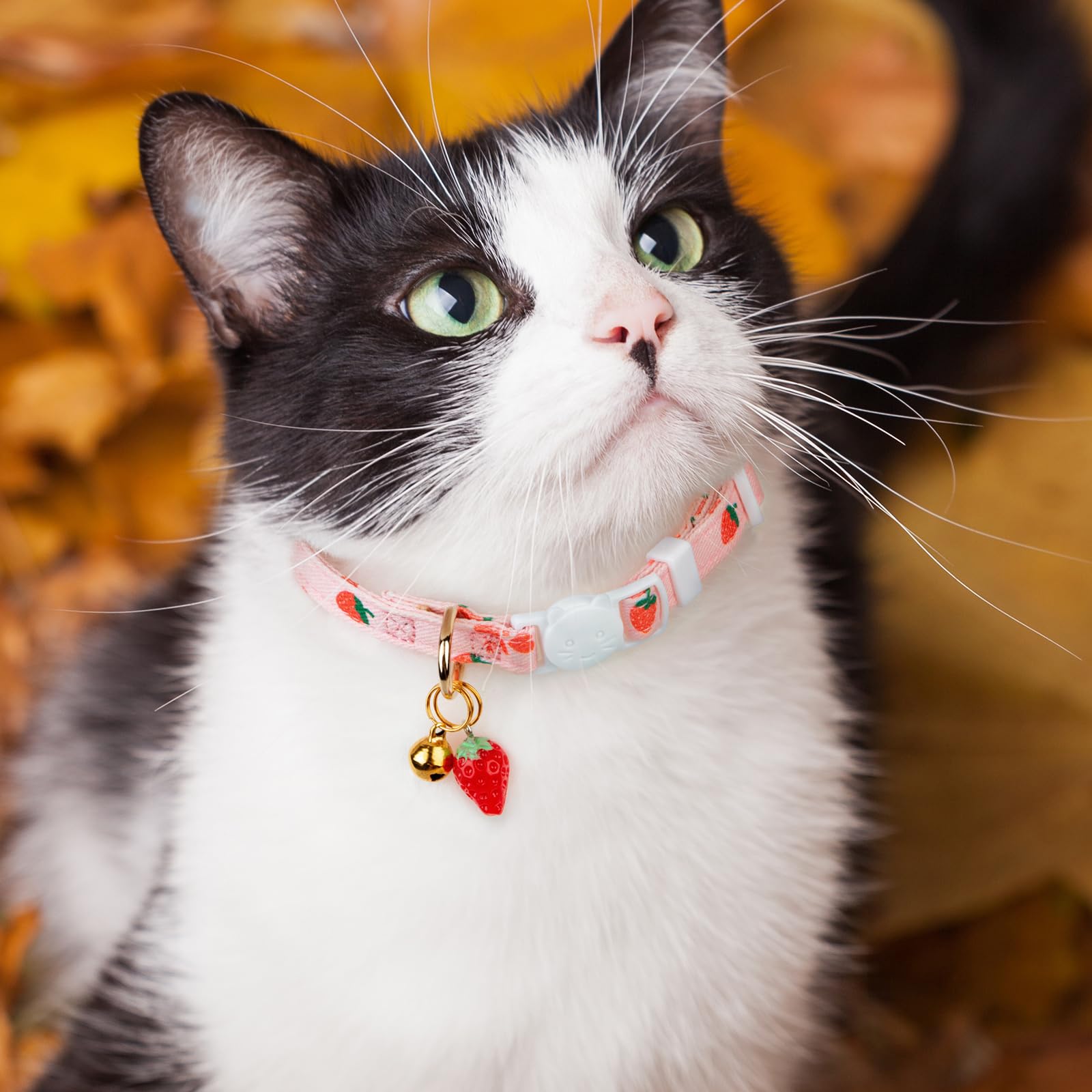 FYEQYAOU adjustable collar fits cats from 7 to 11.5 inches.