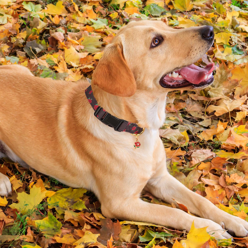 FYEQYAOU hand-washable cotton collar for easy care