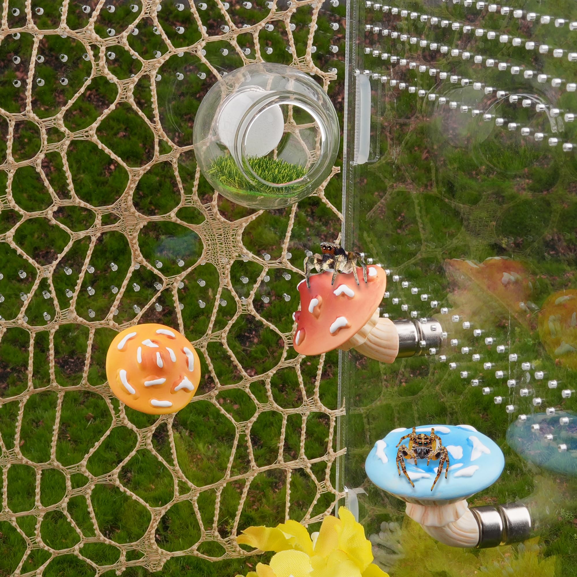 GAGILAND 360-view habitat showing unobstructed viewing of spider activity
