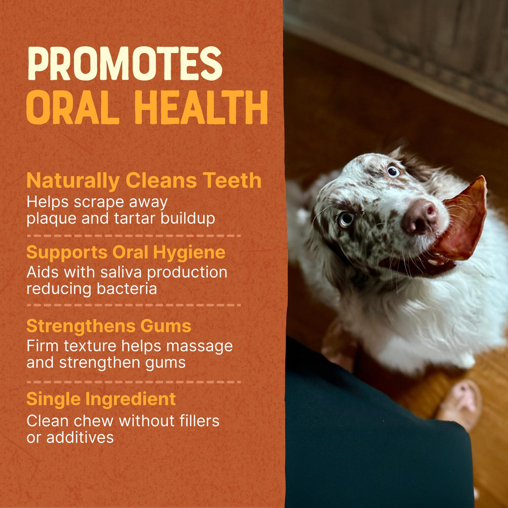Gaines Pig Ears for aggressive chewers thick-cut design lasts longer.
