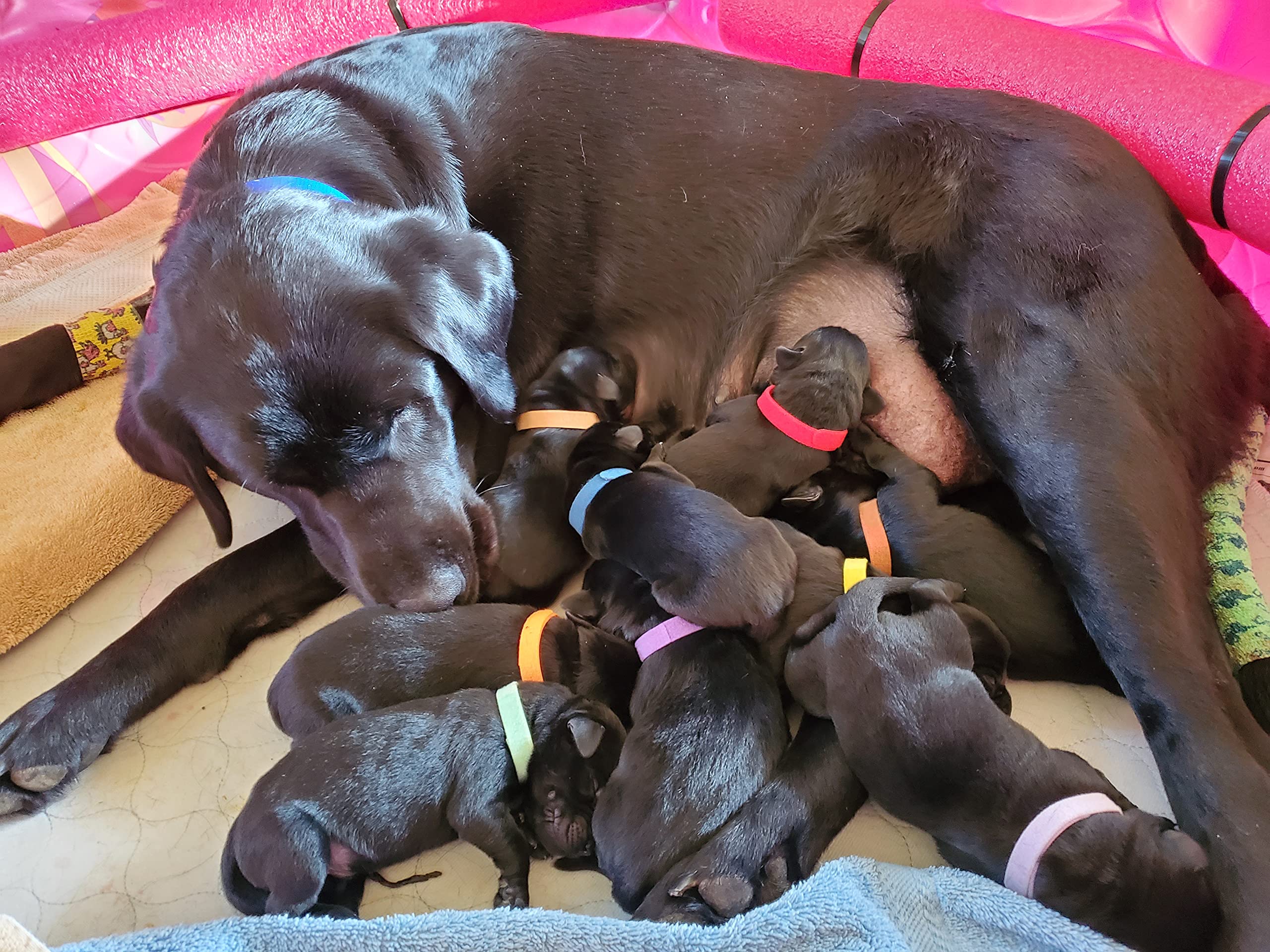 GAMUDA identified-puppies-litter image shows clear ID for socialization and care.