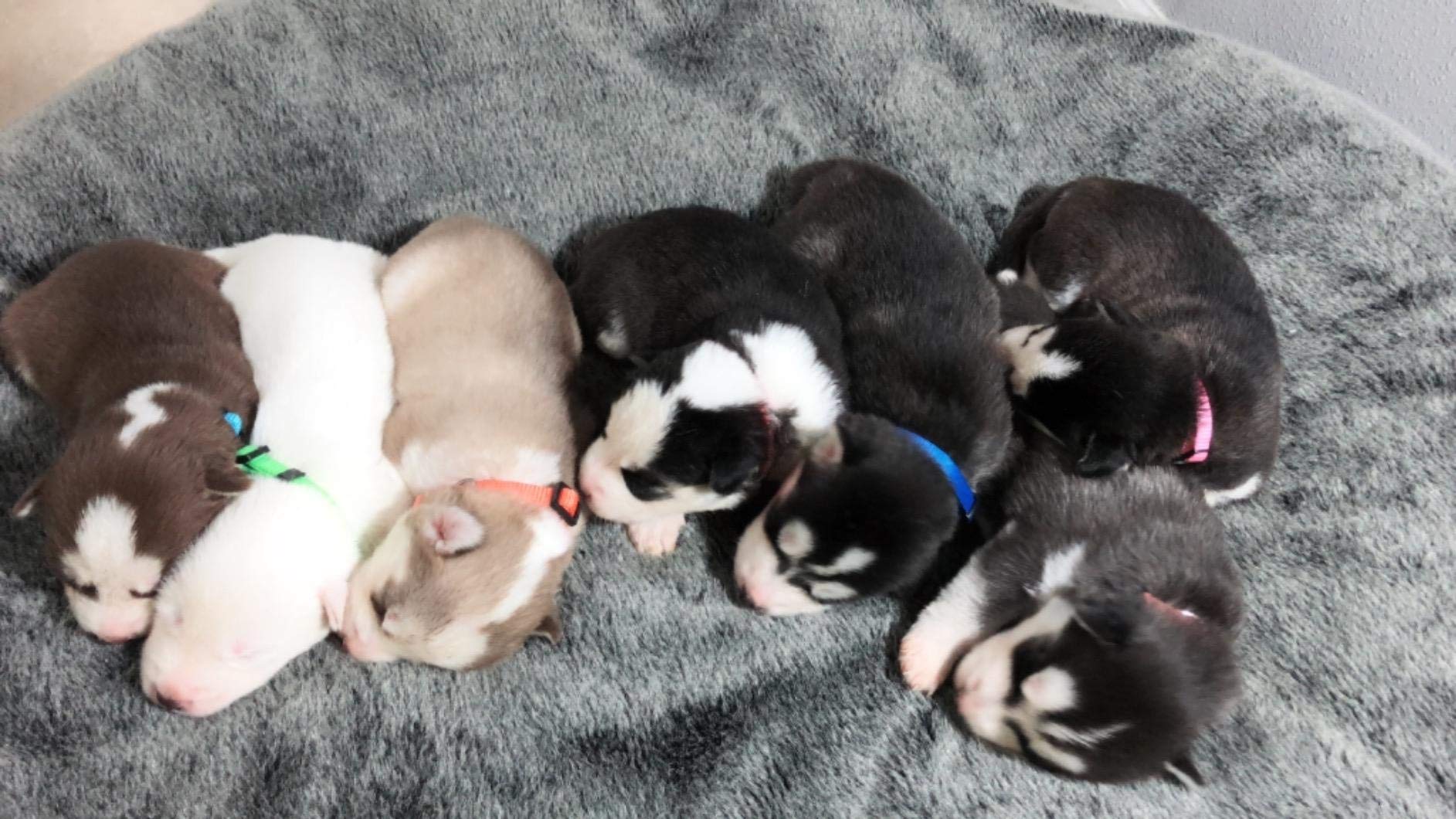 GAMUDA Packaging showing 12-collar set and eco-friendly printing