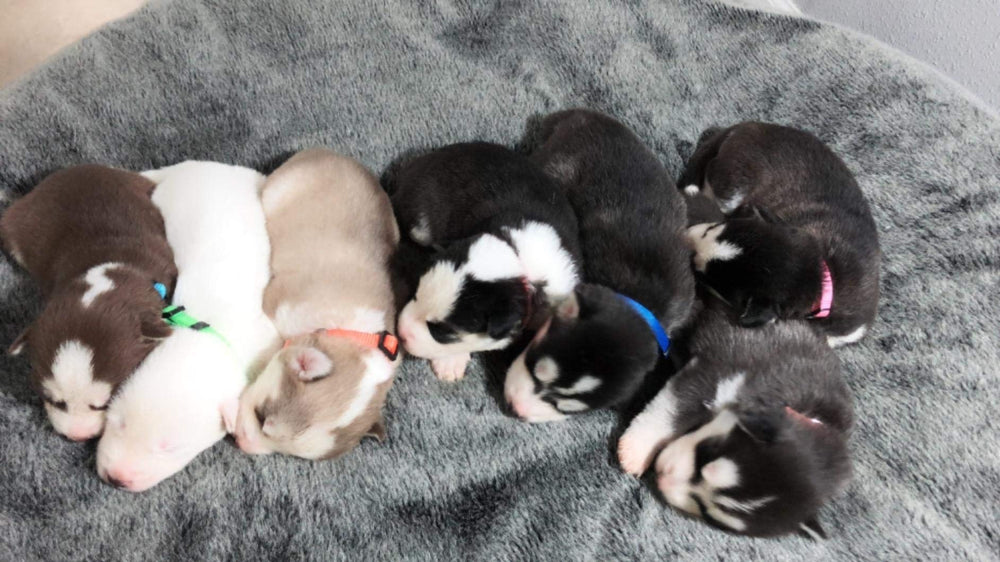 GAMUDA Packaging showing 12-collar set and eco-friendly printing