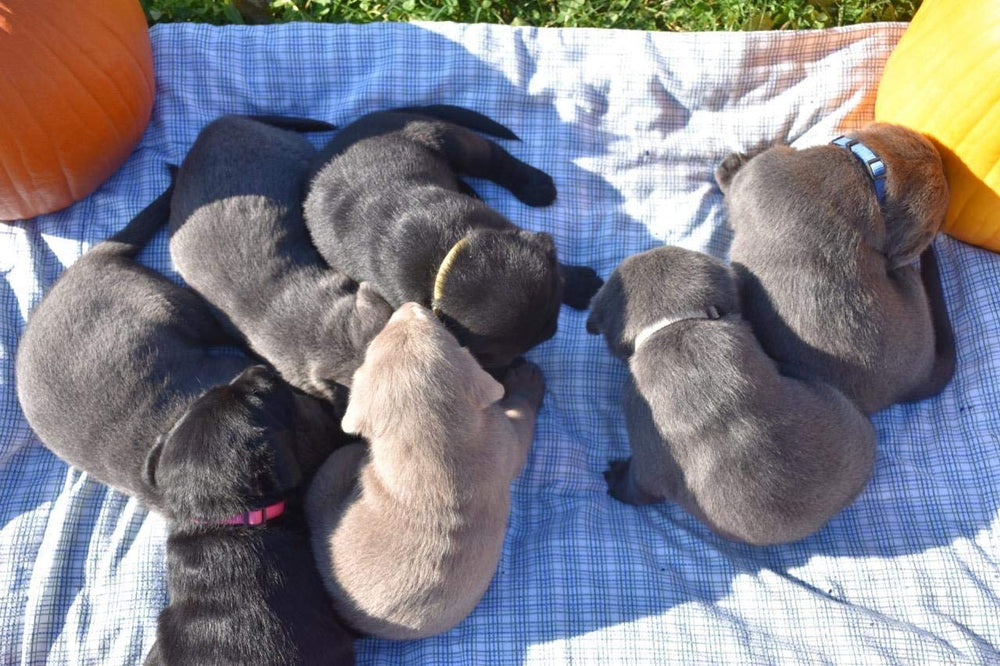 GAMUDA 12-count collar set with color variety and durability