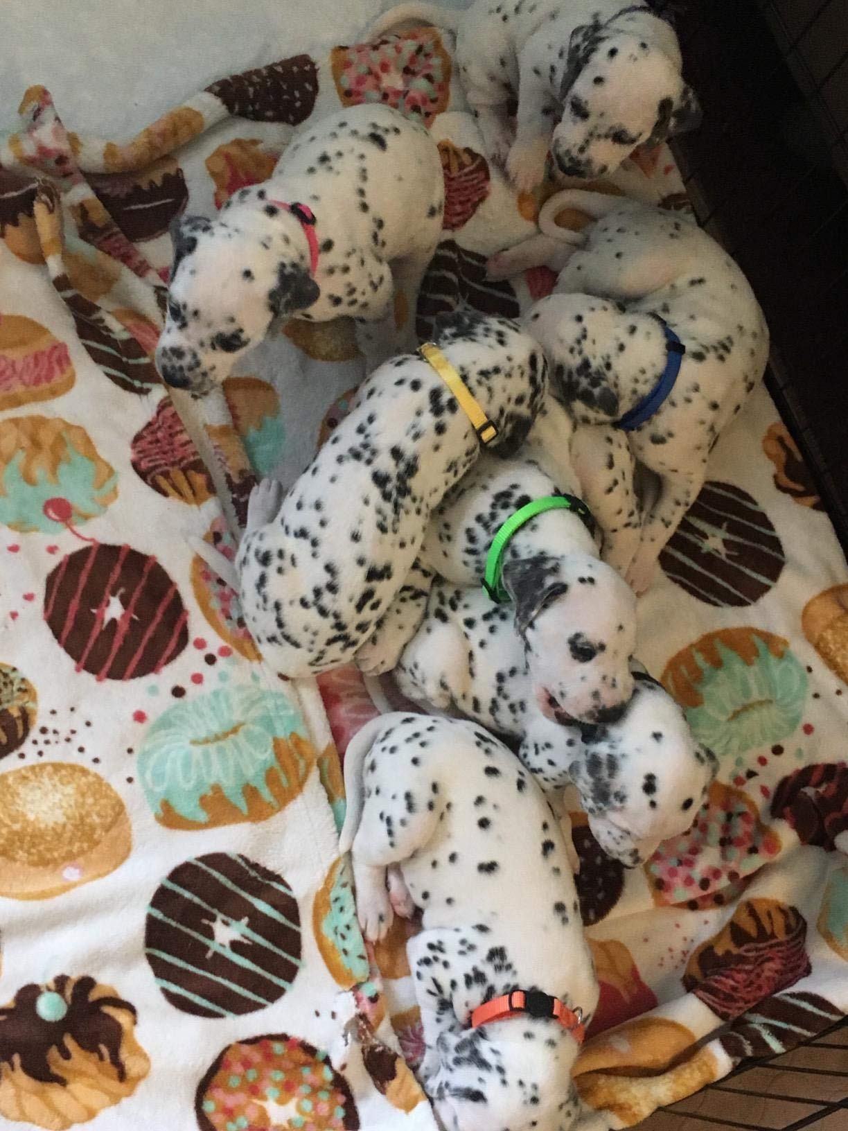 GAMUDA Whelping record charts second page for vaccination dates