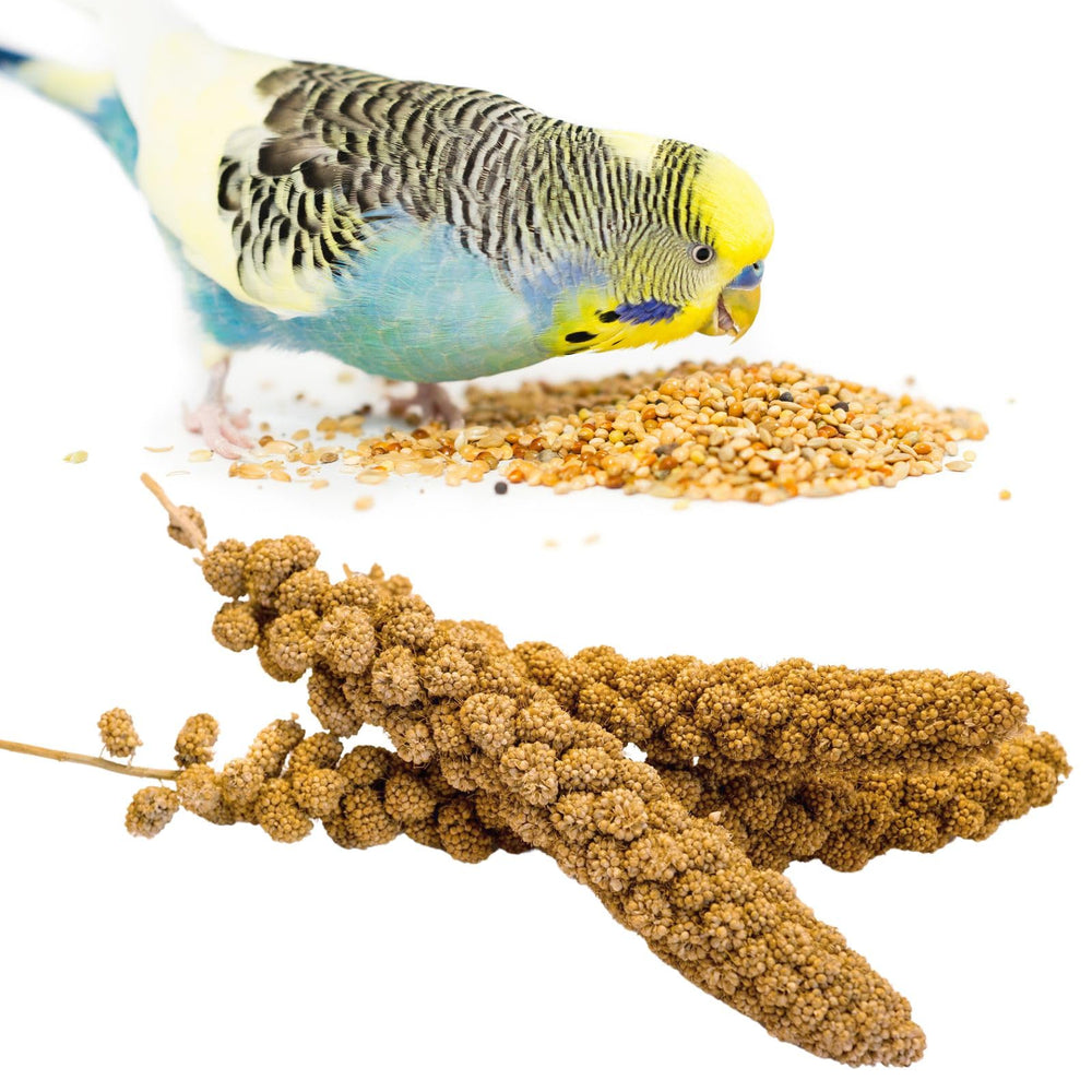 GANMHOILL millet full bag for parakeets, an easy, nutritious snack.