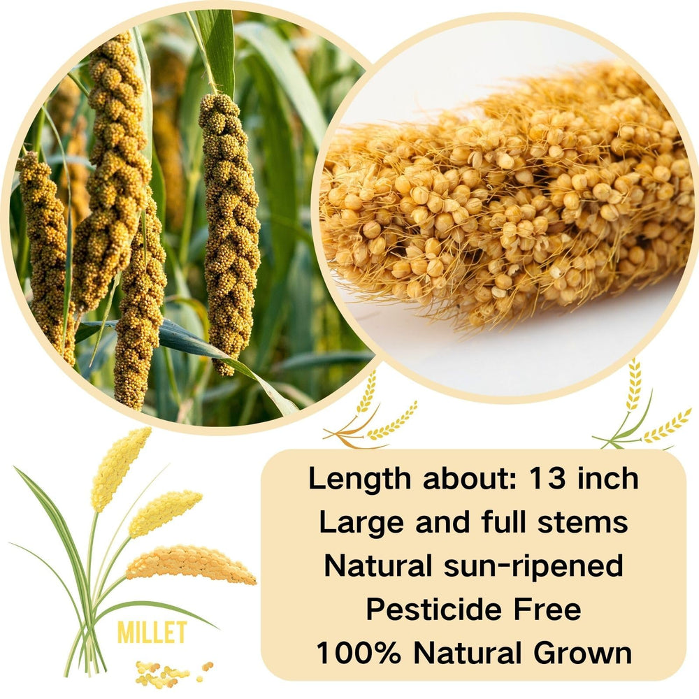 GANMHOILL vacuum-sealed packaging keeps millet fresh longer.