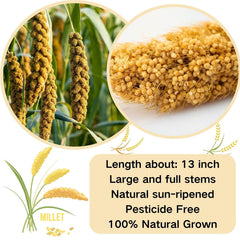 GANMHOILL vacuum-sealed packaging keeps millet fresh longer.