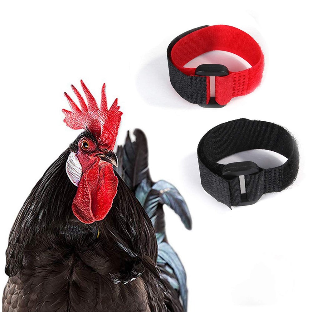 GANPUB adjustable nylon neck collar demonstrates easy fit for different rooster neck sizes.