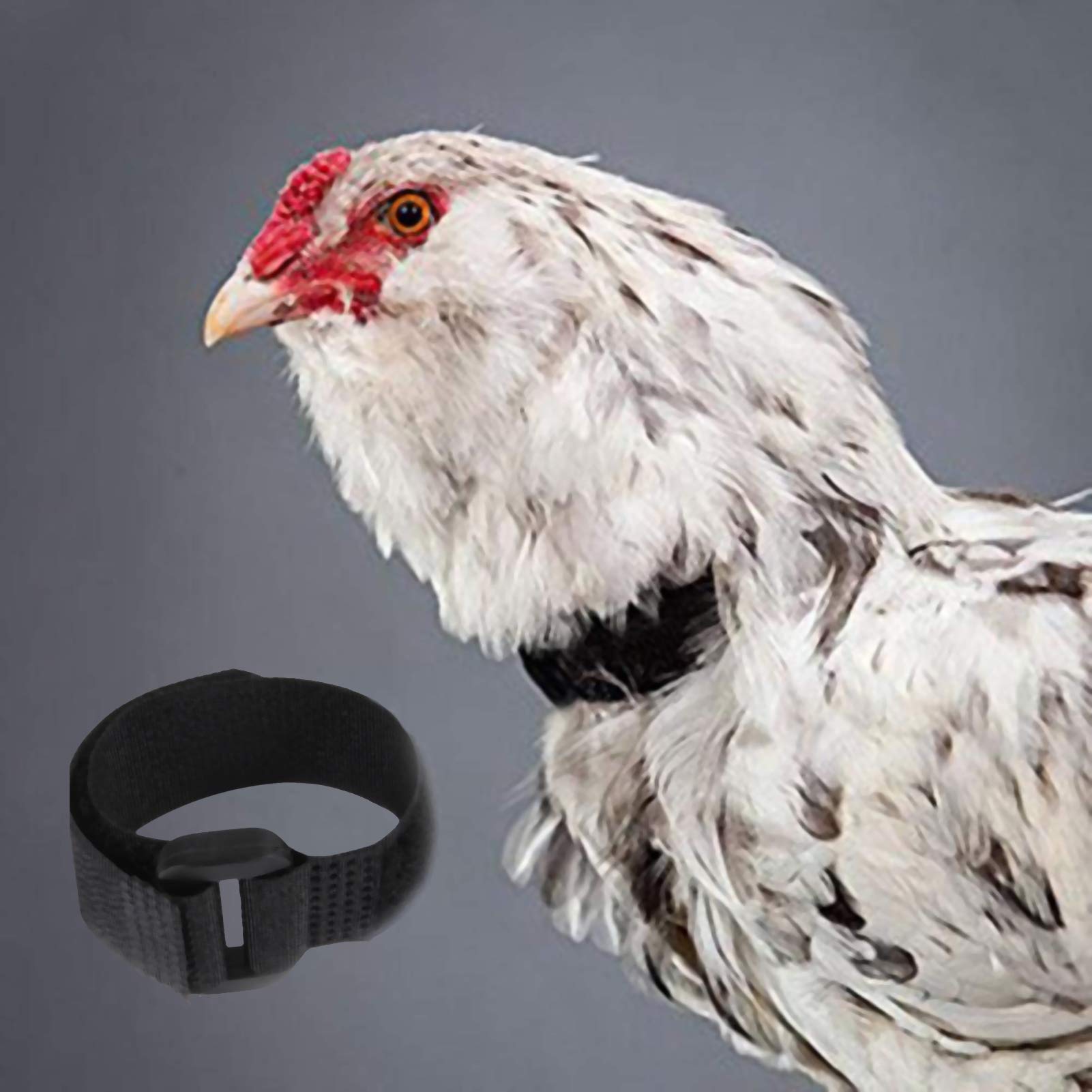 GANPUB humane-design collar closeup illustrates gentle restraint without limiting natural behavior.