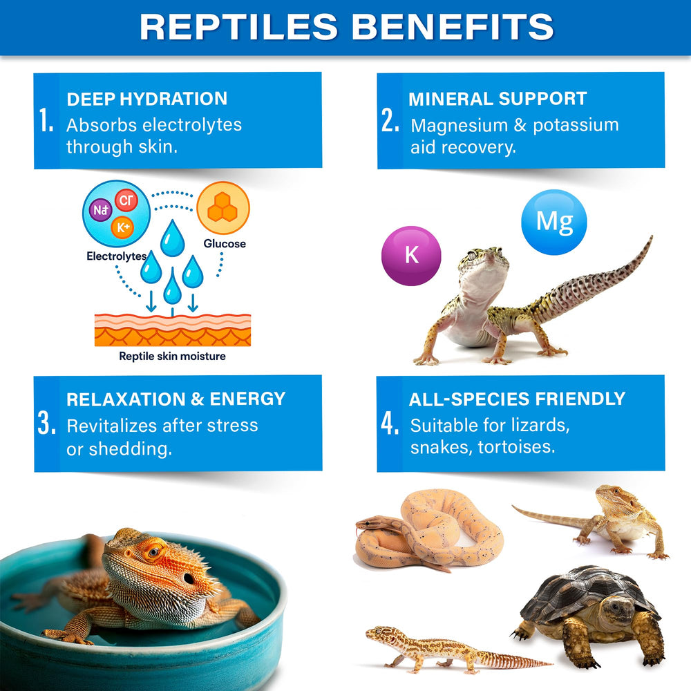 Gargeer ReptiSoak happy reptile after soak demonstrates improved mobility and vitality.
