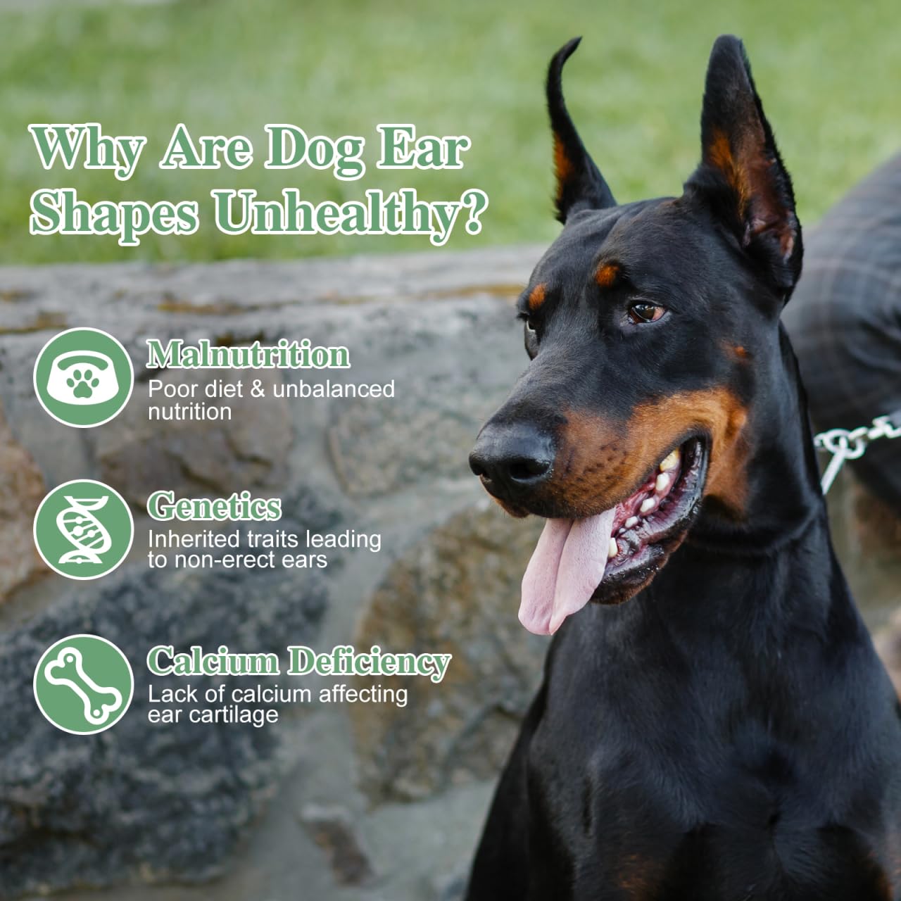 Garneck durable plastic construction emphasizes long-lasting support for active dogs.