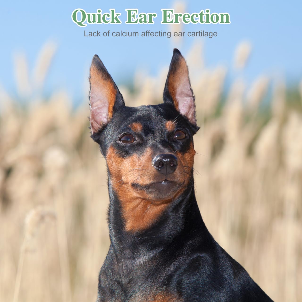 Garneck ear stand in use shows easy placement during grooming routine.