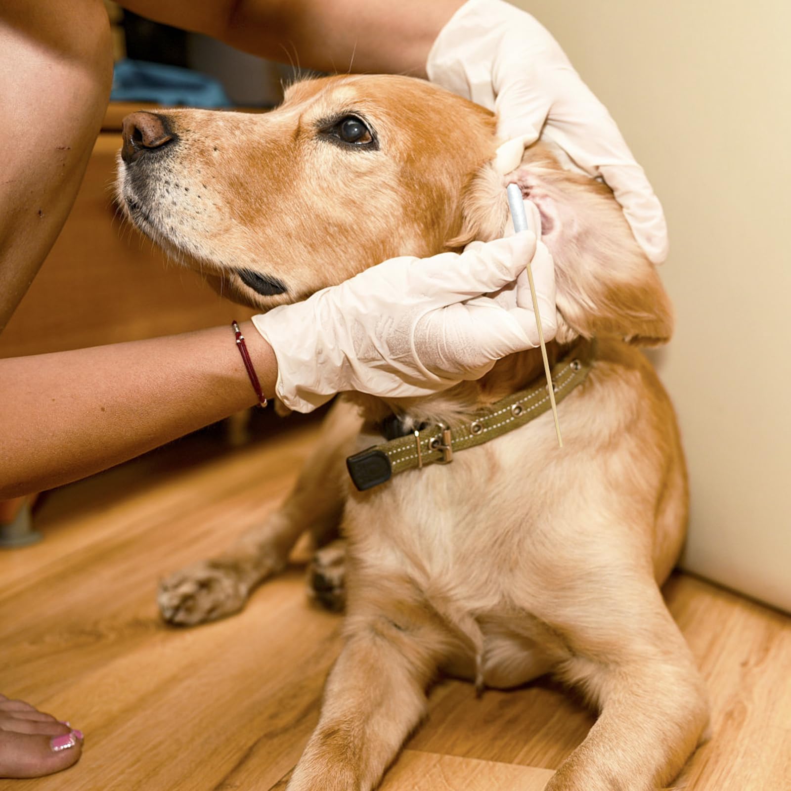 Garrelett pet ear cleaning demo with dog illustrates safe, gentle use.