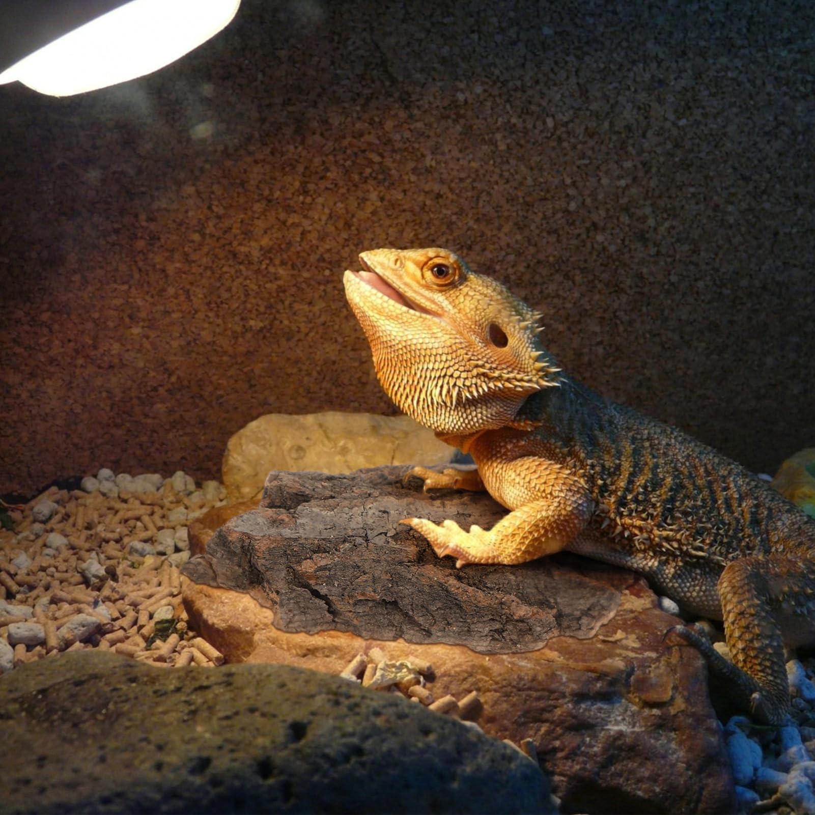 Gatuida reptile bark bedding-hide-spot provides secure retreat in terrarium