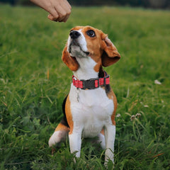 GDLKPS Reflective Martingale Collar adjustable strap detail for a comfy fit.