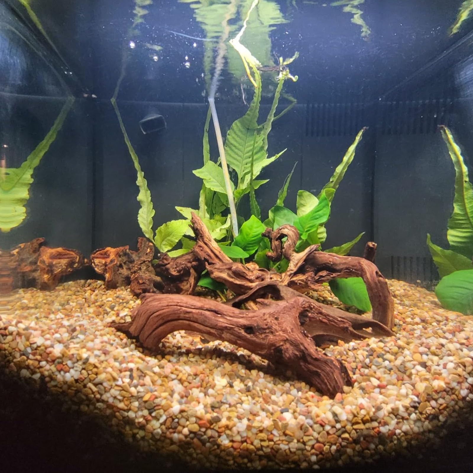 GDMYST driftwood decor enhances freshwater tanks and terrariums with realism.