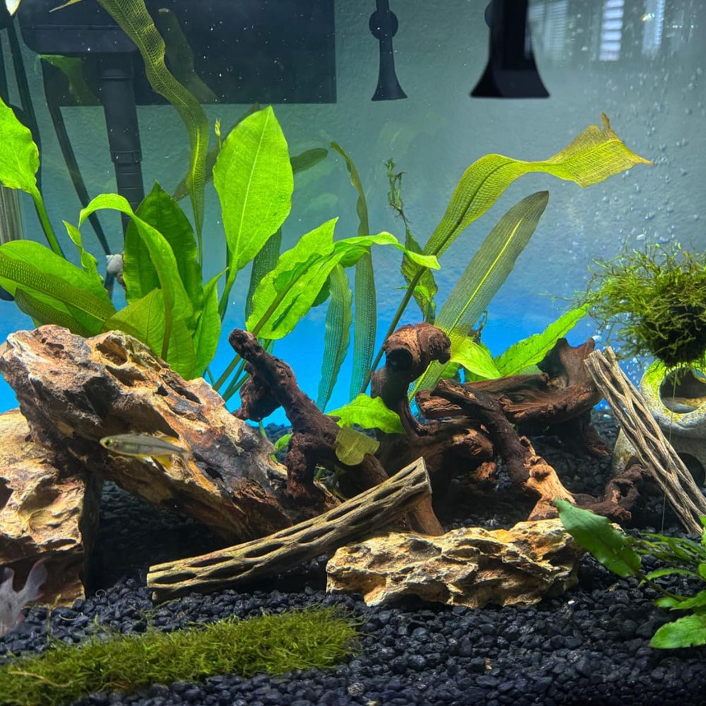 GDMYST natural-tones driftwood helps create moss trees and natural landscapes.