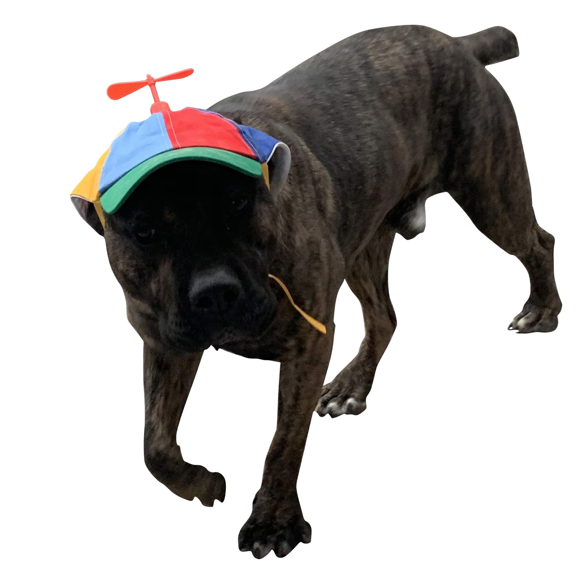 GEANBAYE adjustable buckle close-up shows secure fit for active dogs.