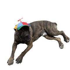 GEANBAYE dog hat with iridescent propeller on a playful pup for travel vibes.
