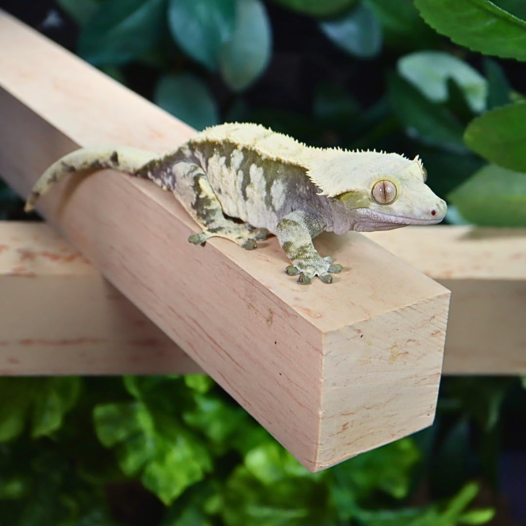 GECKOPIA Reptile Flex Bridge Large - 18-inch length fits larger terrariums and layouts