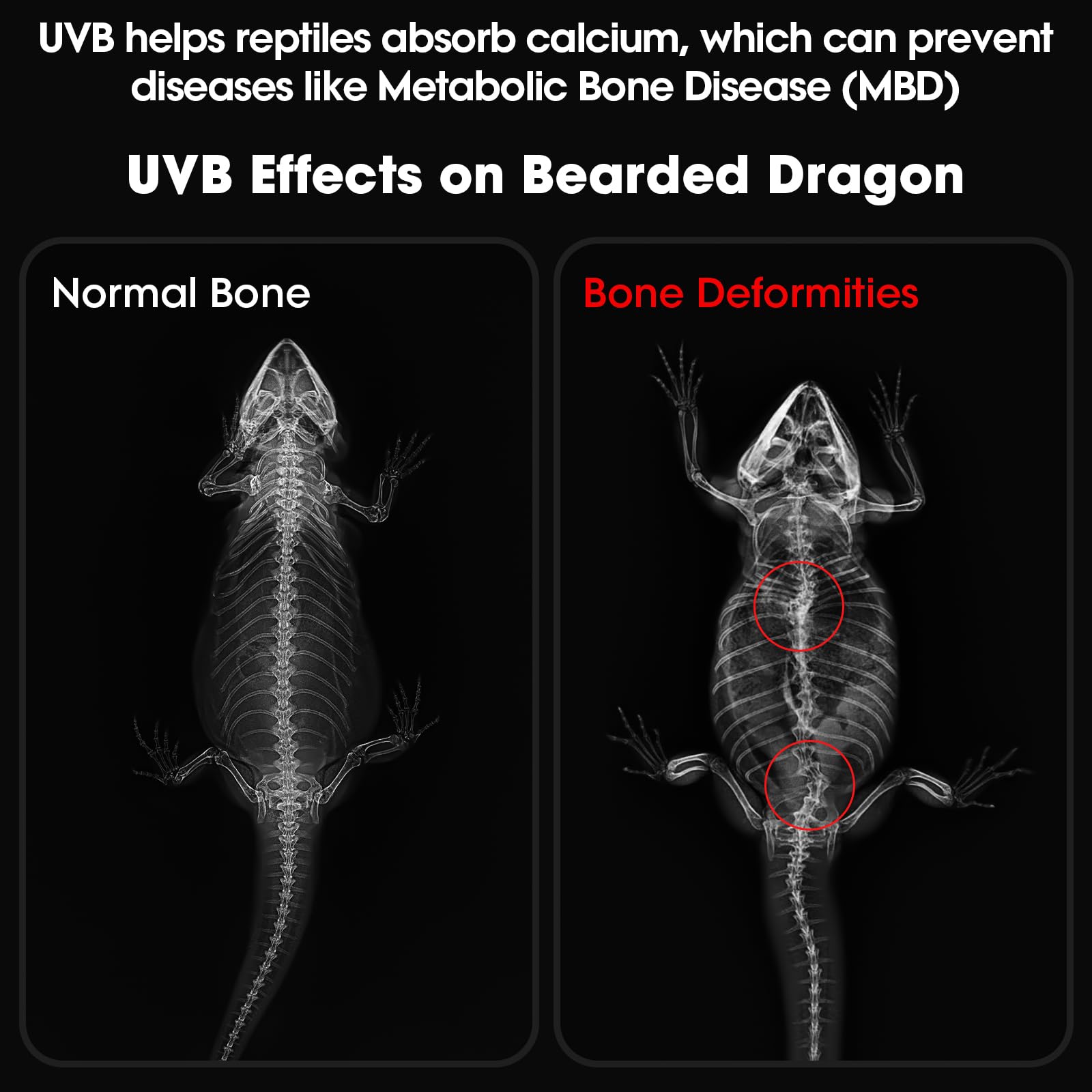 GeeKoit UVB UVA LED modes display; timer options and versatile reptile lighting