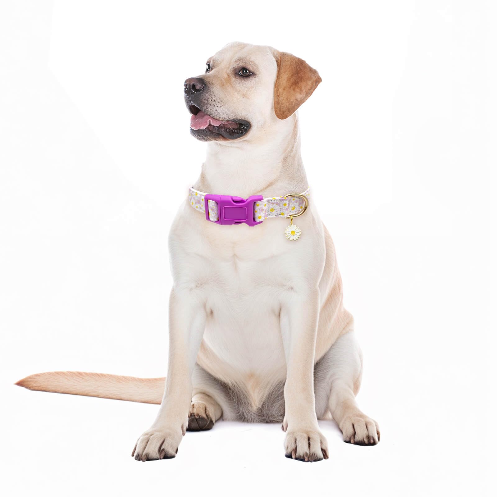 Gelwoo dog wearing light-purple collar, ideal for travel and daily strolls