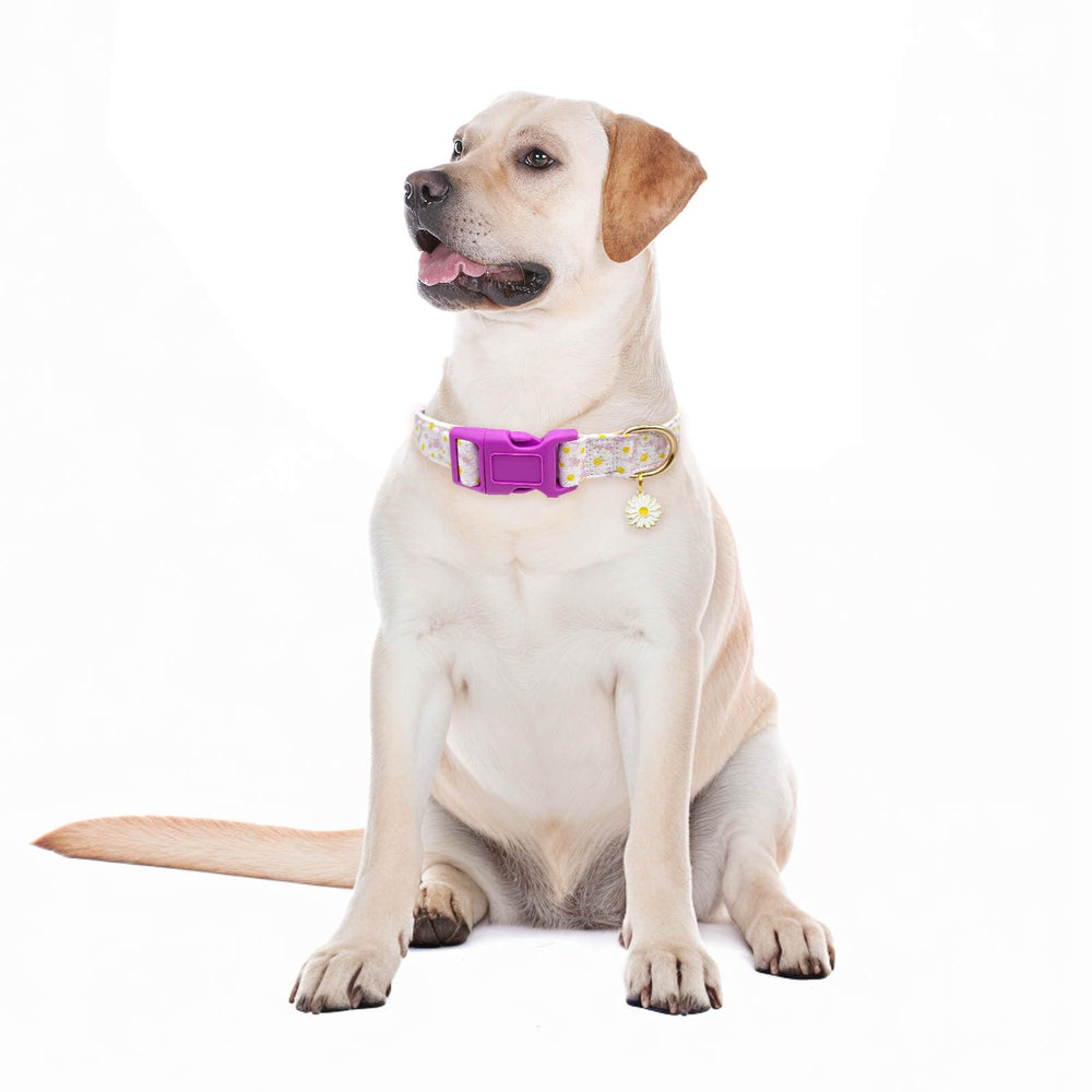 Gelwoo dog wearing light-purple collar, ideal for travel and daily strolls