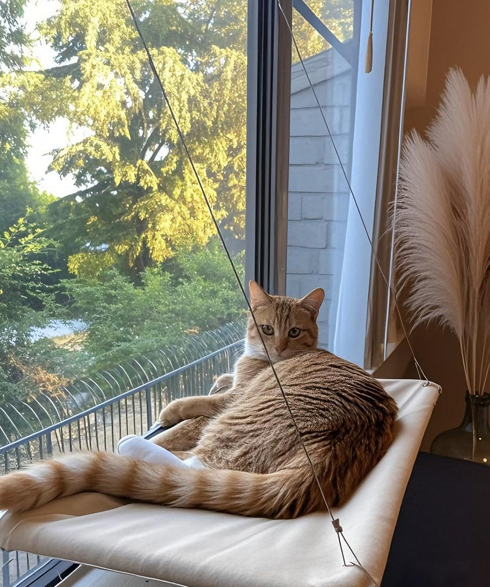 Generic Cats Window Perch Glass Adhesion demonstrates secure attachment to glass surface