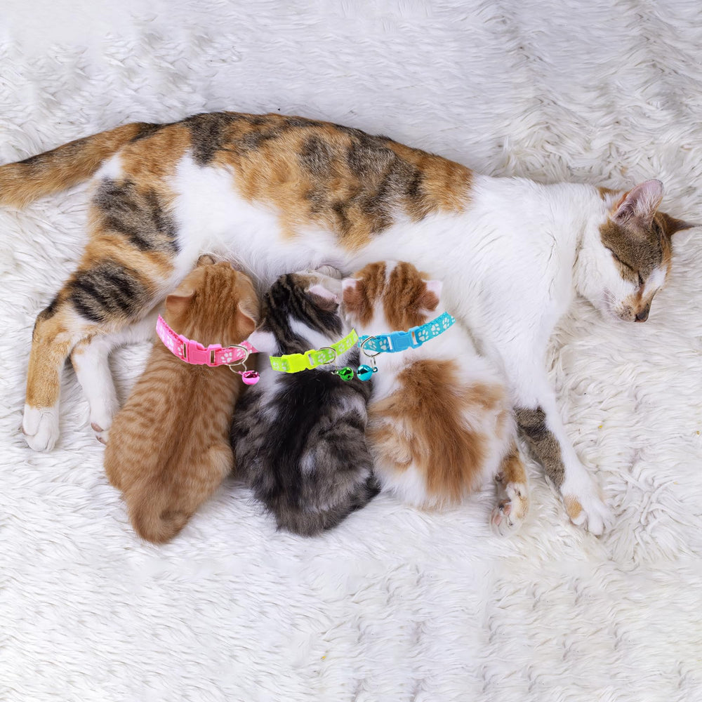 Generic dog collar-leash set buckle close-up illustrating secure closure and reliable fit.